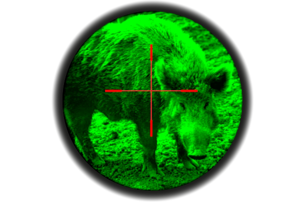 Особенности охоты с ночным прицелом на кабана
