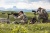 Фото  Оптический прицел NIGHTFORCE SHV™ 4-14×56 MOAR™ (C522)
