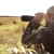 Зрительная труба Sightmark Solitude 20-60x60 SE (SM11031K) — интернет-магазин «Комбат»